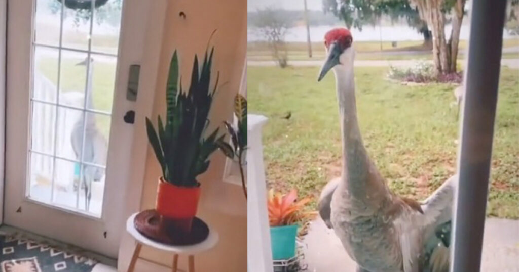 Ontroerende vriendschap tussen slimme kraanvogel en bewoner