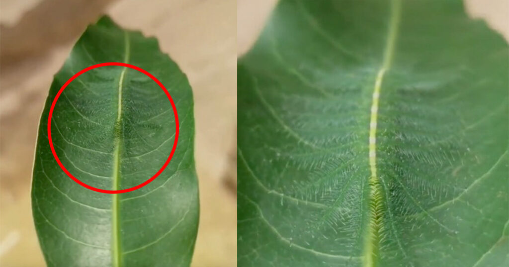 Kun jij de indrukwekkend gecamoufleerde rups vinden die zich verstopt in het blad?