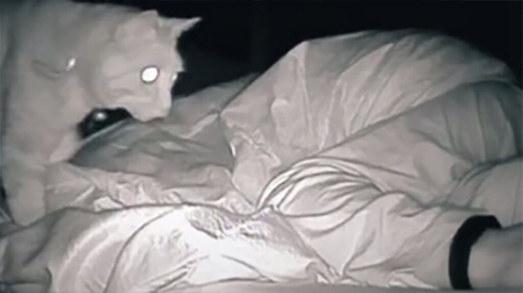 Vrouw vraagt zich af waarom ze zo moe is – zet camera op en is geschokt door het gedrag van haar kat elke nacht