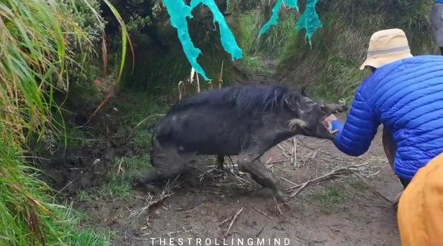 Wilde zwijn valt bezoekers aan: waarschuwing om wilde dieren met rust te laten