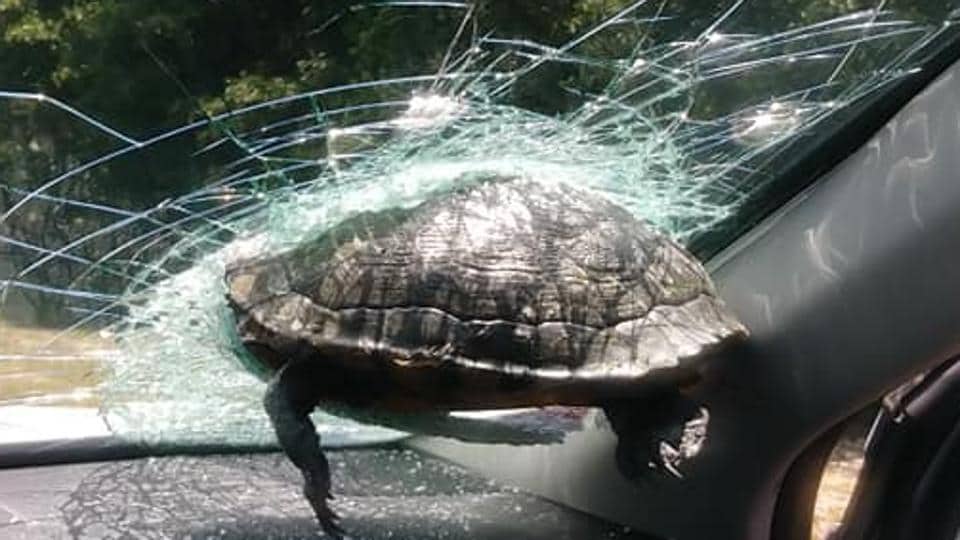 Schildpadcrash: ongewoon ongeluk bijna fataal voor passagier