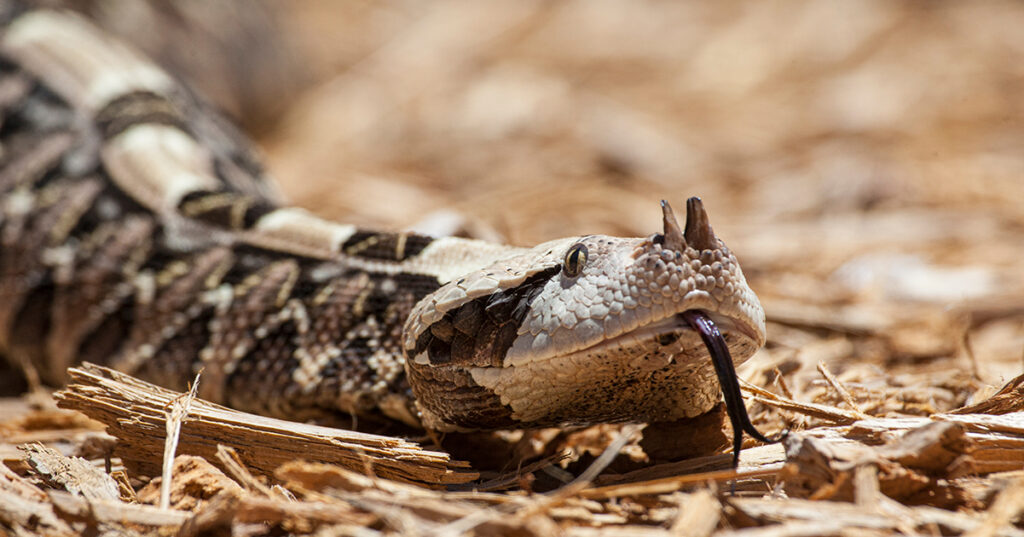 De Gaboon Adder: Meester van camouflage en precisie in de natuur