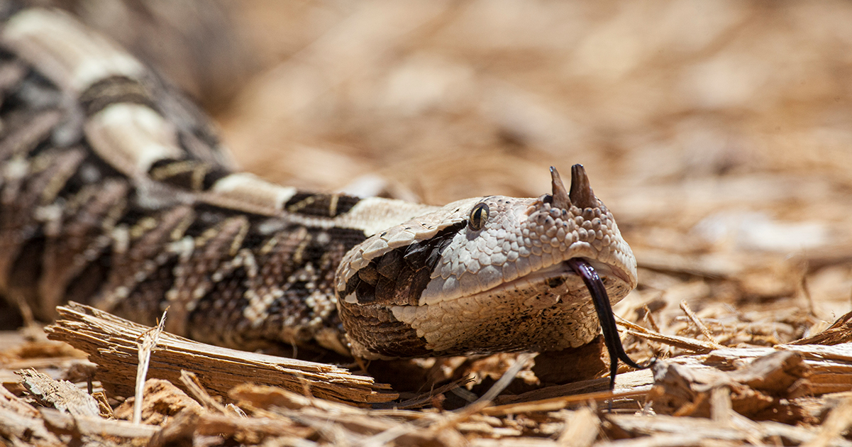 De Gaboon Adder: Meester van camouflage en precisie in de natuur
