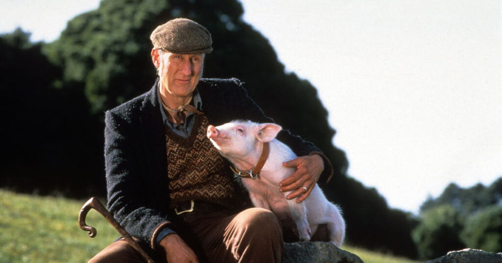 ‘Acteur James Cromwell redt ontsnapte varkensheld van vleeswagen’