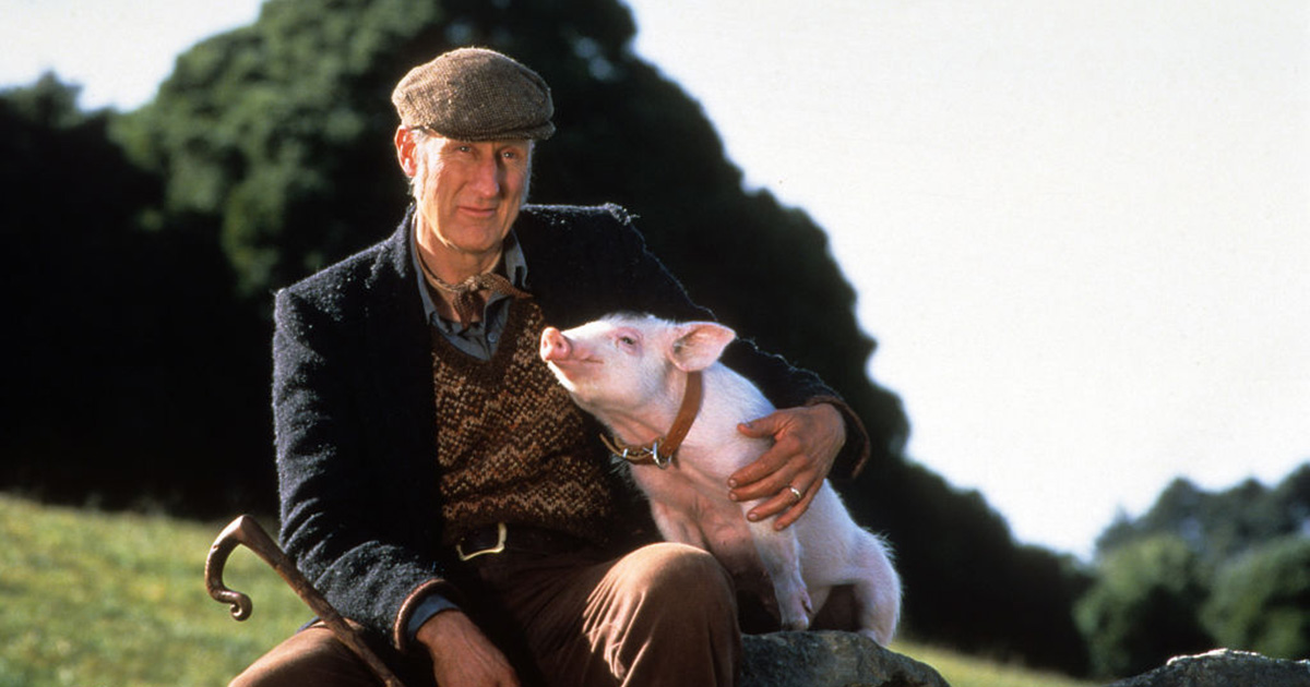 ‘Acteur James Cromwell redt ontsnapte varkensheld van vleeswagen’