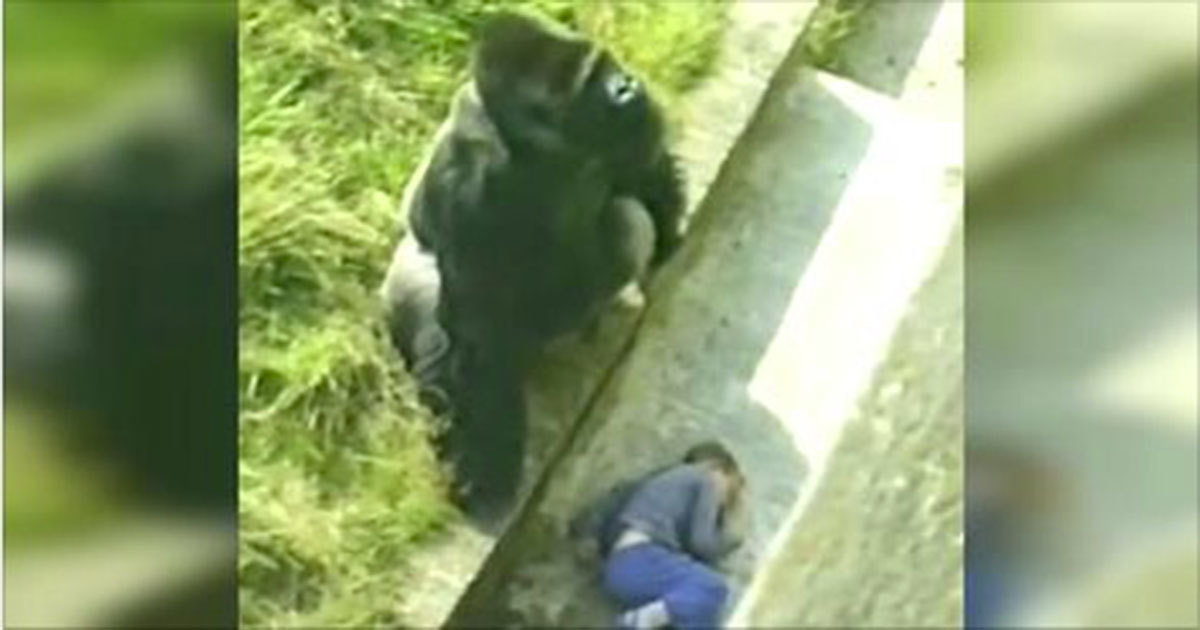 37 jaar geleden: Jambo de Gorilla raakt wereldwijd de harten
