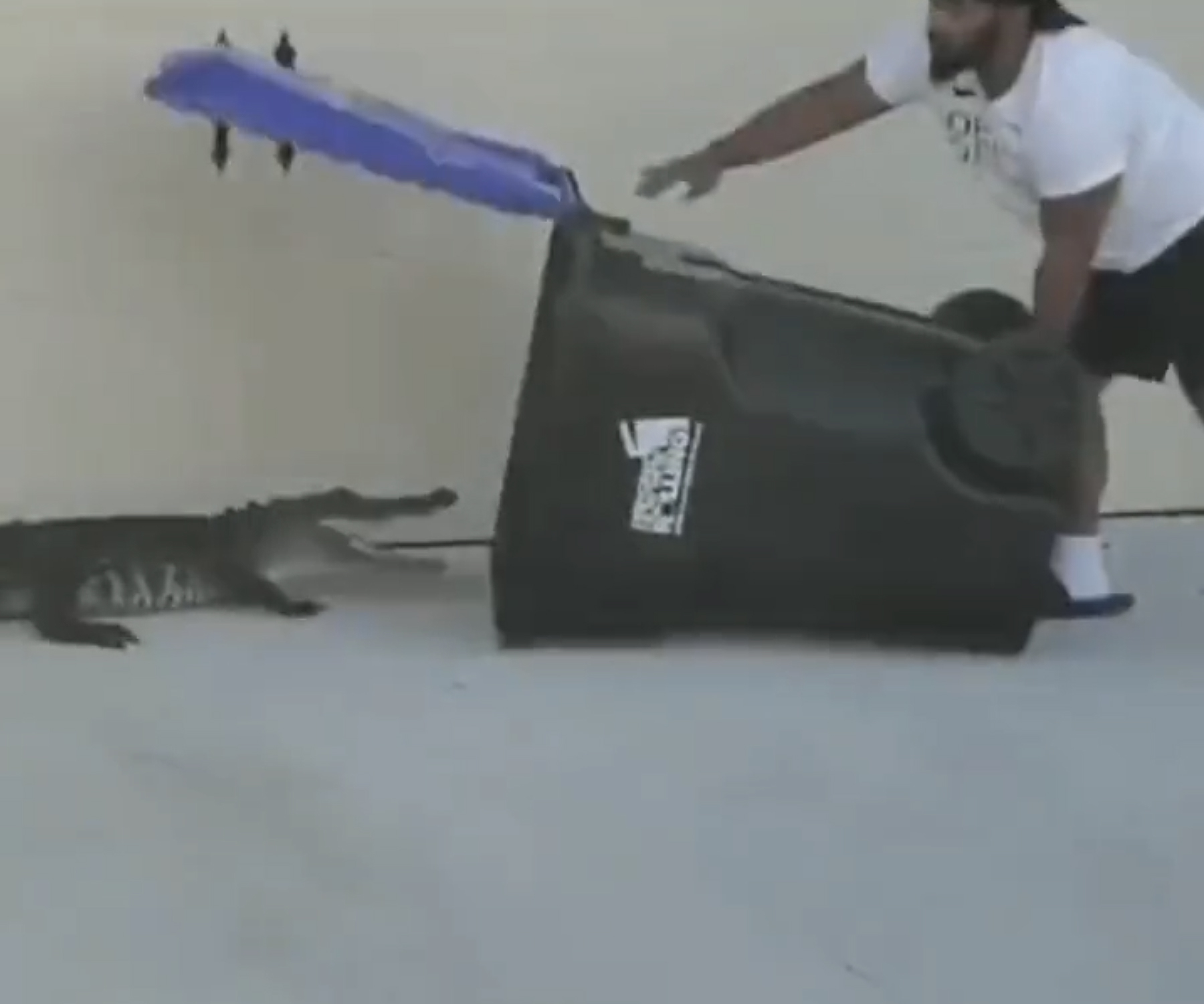 Wild moment Florida man vangt alligator voordat hij hem in vuilnisbak vastzet