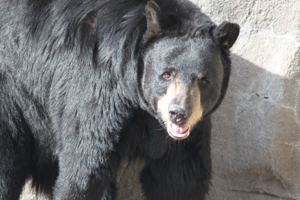 Black Bear Free Stock Photo - Public Domain Pictures