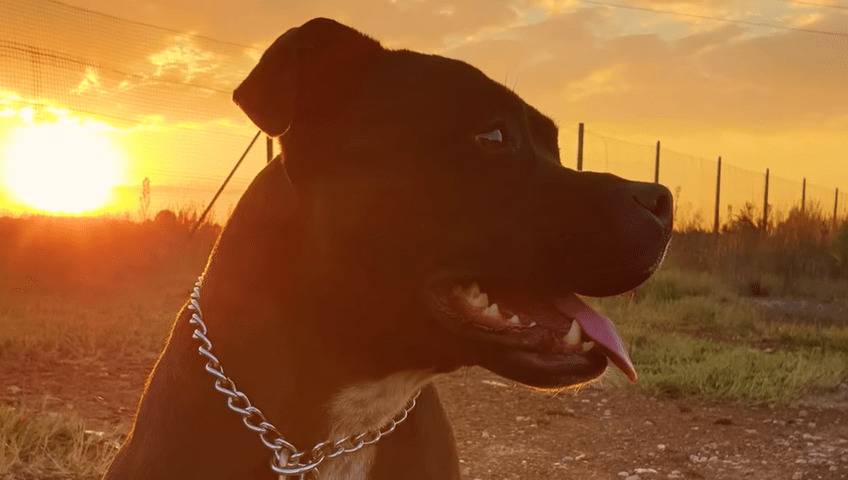 Afbeelding van de reddingshond die de kleinere hond redt van verdrinkingsgevaar in het zwembad.