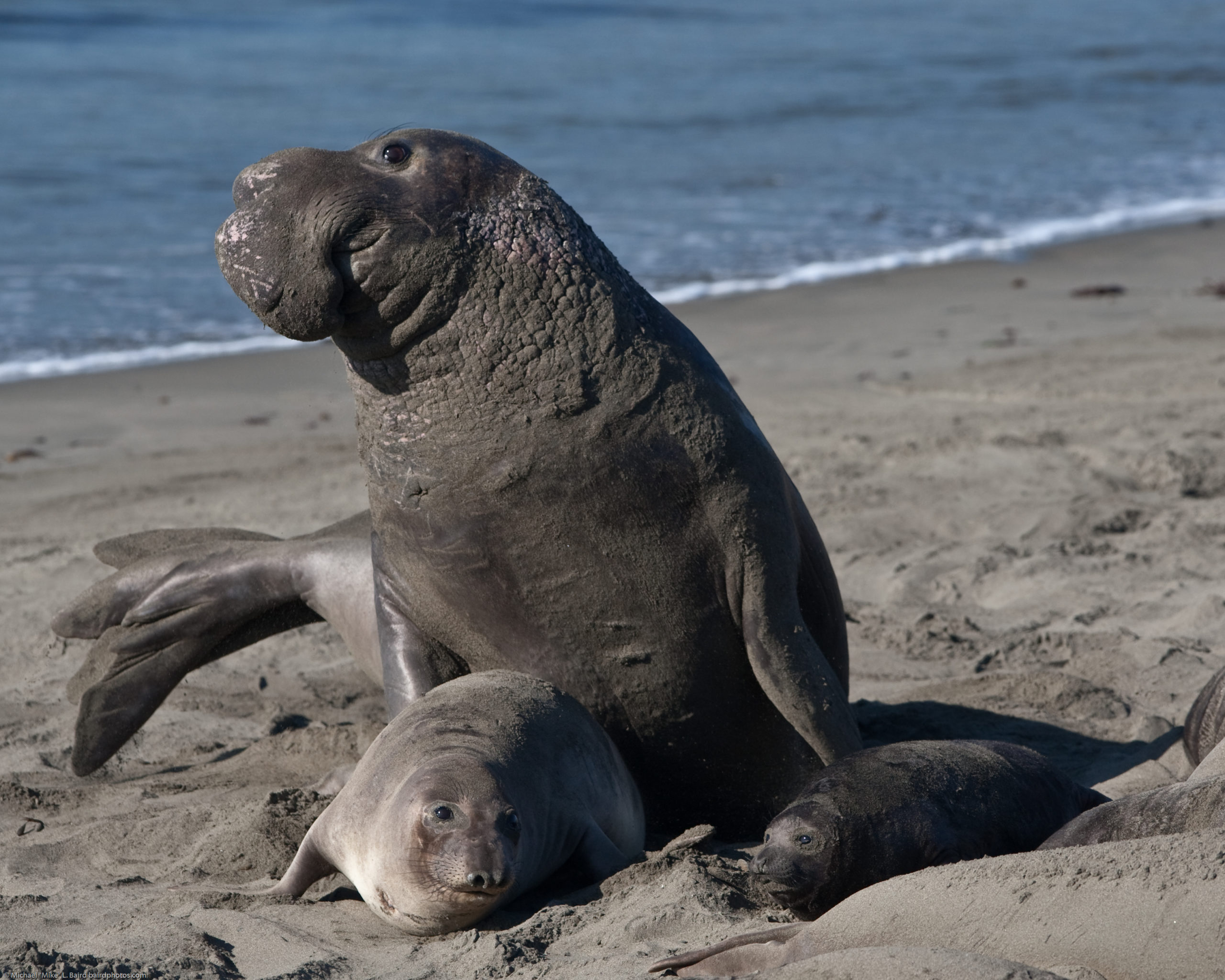 Mating scene with elevated Alpha Male.  Elephant Seals of Piedras Blancas, San Simeon, CA, 31 Jan 2009.  Photo by Michael “Mike” L. Baird, bairdphotos.com, Canon 1D Mark III, 300mm f/2.8 IS on gimbal head and sturdy tripod. (Wikimedia Commons)