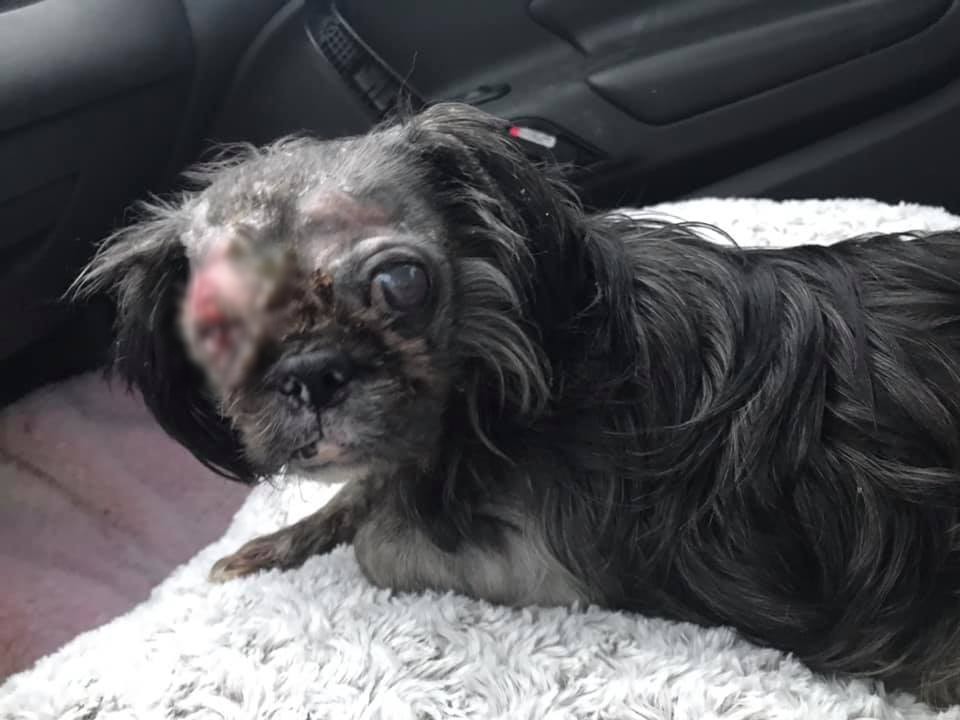 Afbeelding van vrouw die vecht voor gerechtigheid nadat meisjes zuur over haar hond hebben gegooid.