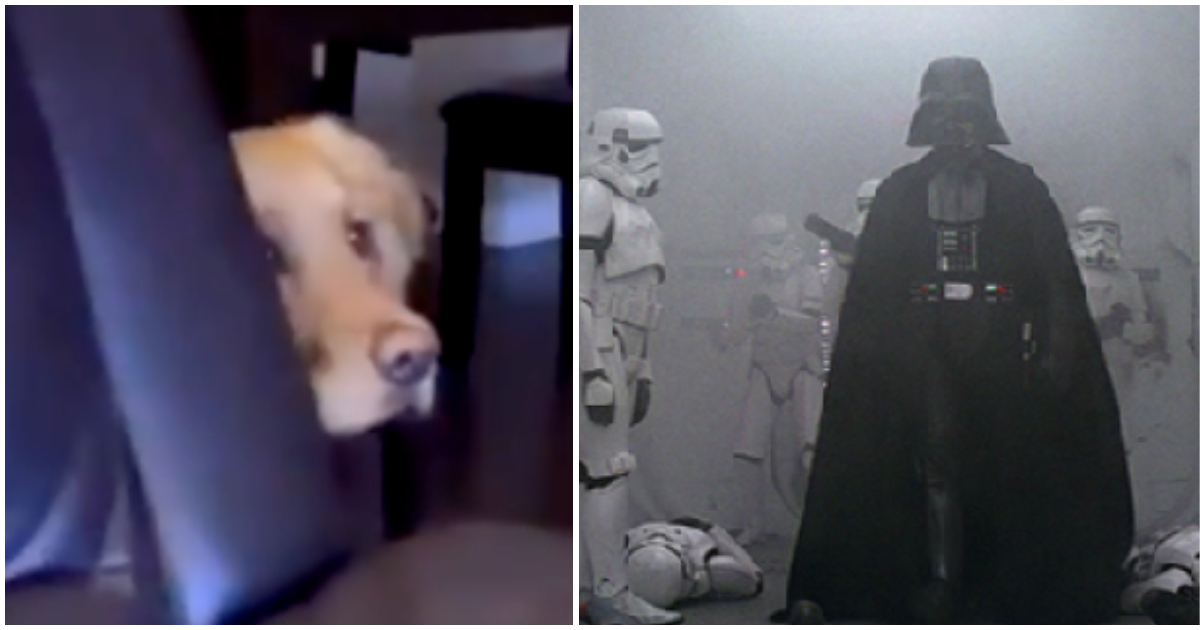 'Gouden retriever verstopt zich achter de bank tijdens het kijken van 'Star Wars' en ziet Darth Vader'