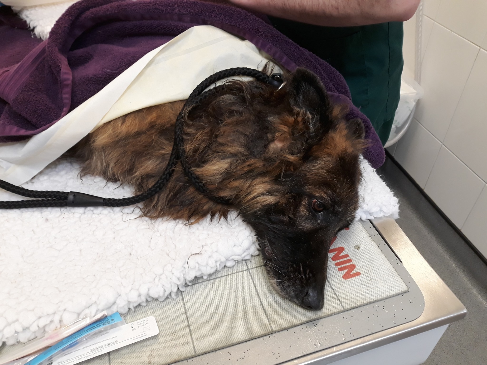 Afbeelding van RSPCA Radcliffe Animal Centre