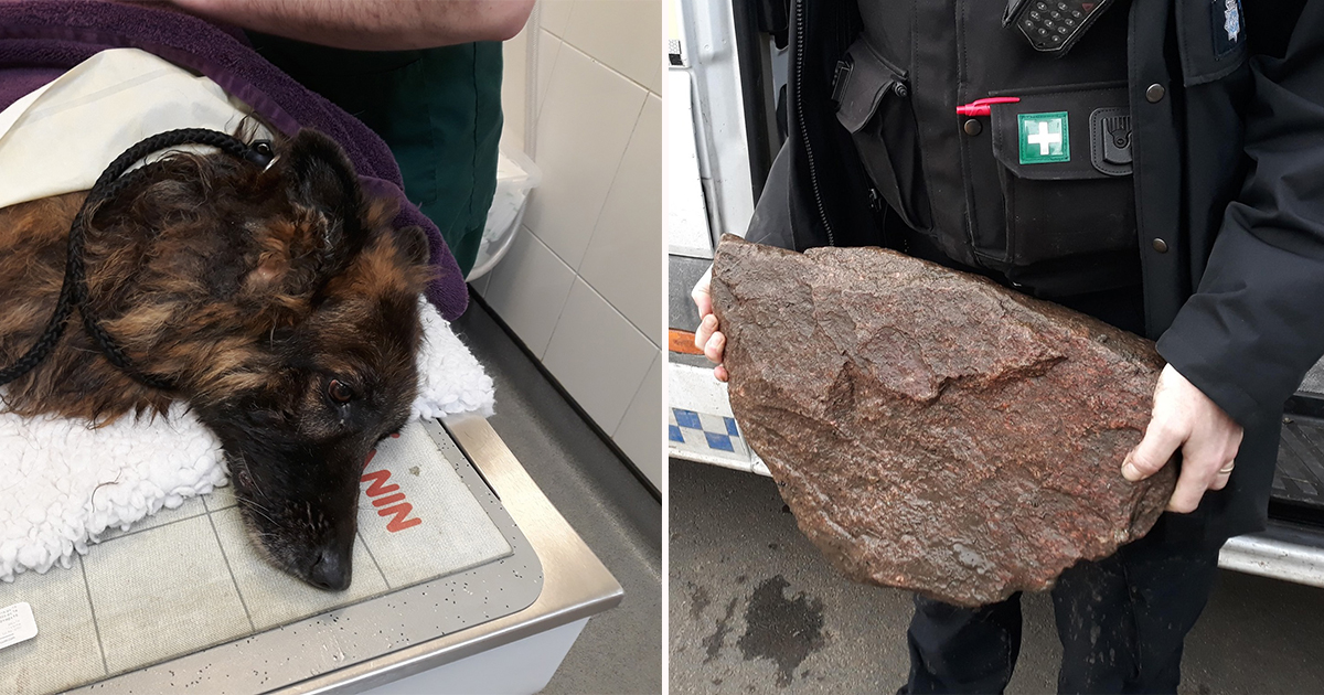 Hond vastgebonden aan rots en achtergelaten om te verdrinken door eigenaar