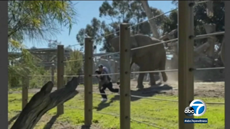 Video: Vader laat dochter vallen bij ontsnapping aan opladende olifant in San Diego Zoo, man later gearresteerd - ABC7 Los Angeles