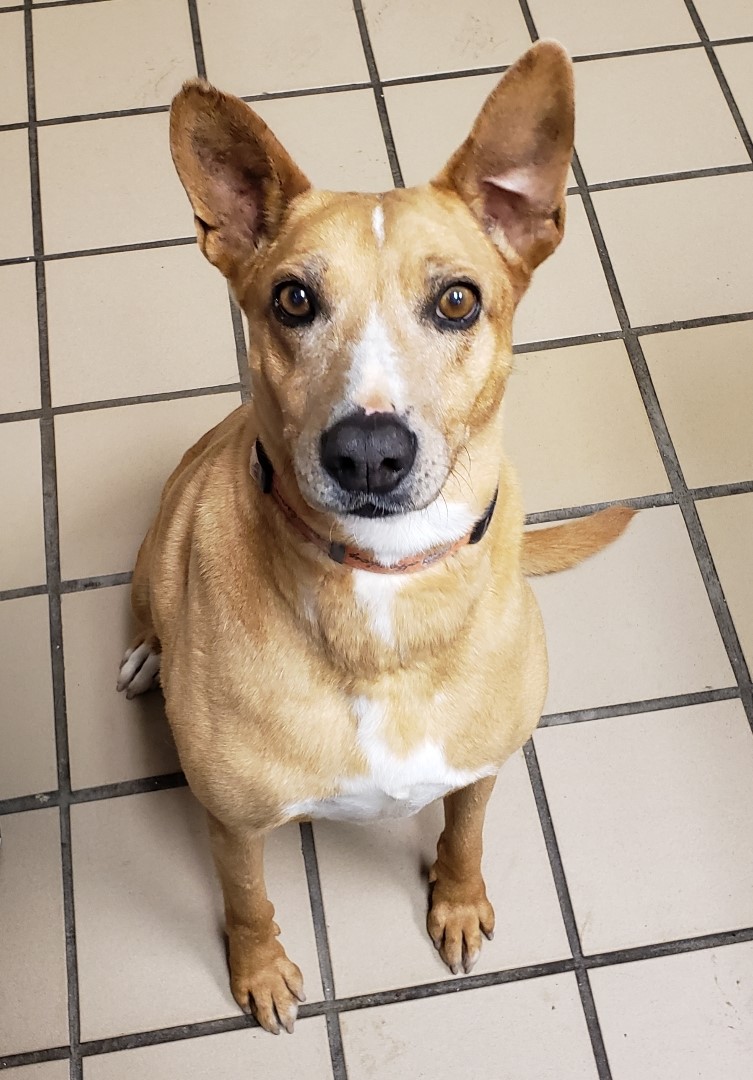 Troosteloze hond wacht 7 jaar op thuis, eindelijk geadopteerd