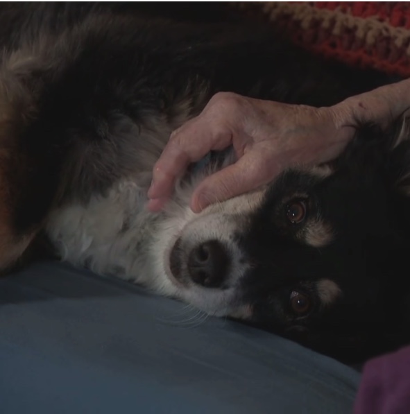 Afbeelding van een Border Collie die 5 miljoen erft van de eigenaar na overlijden