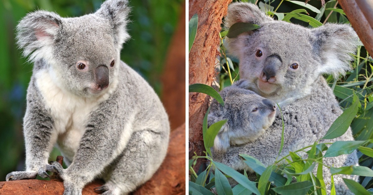 Afbeelding van de 19-jarige koala