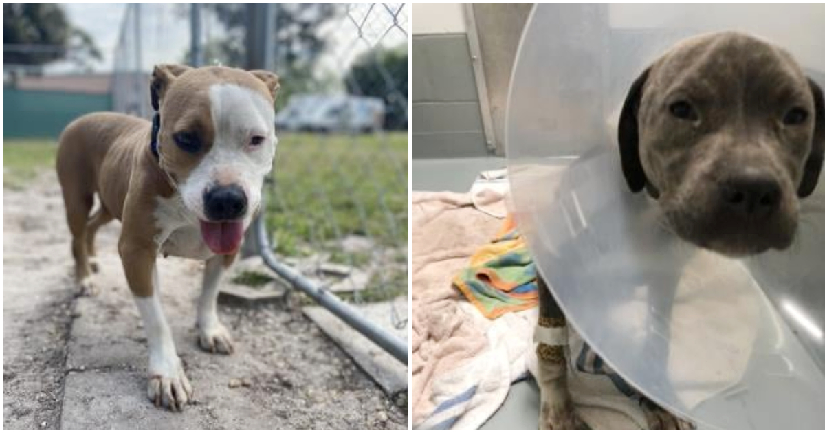 Foto van anonieme weldoener betaalt adoptiekosten voor alle honden in het asiel