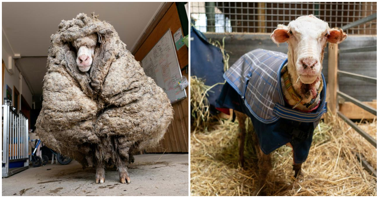 Afbeelding van het schaap met vervilte wol