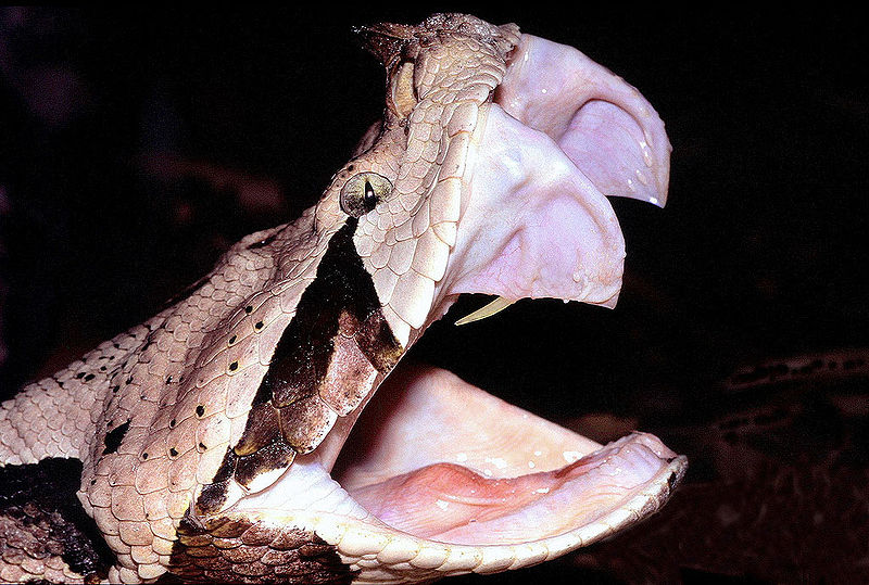 Gaboon Adder