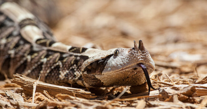 The Gaboon Viper. Credit / Shutterstock