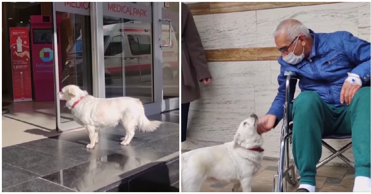 Getrouwe hond wacht dagenlang buiten ziekenhuis, herenigd met baasje