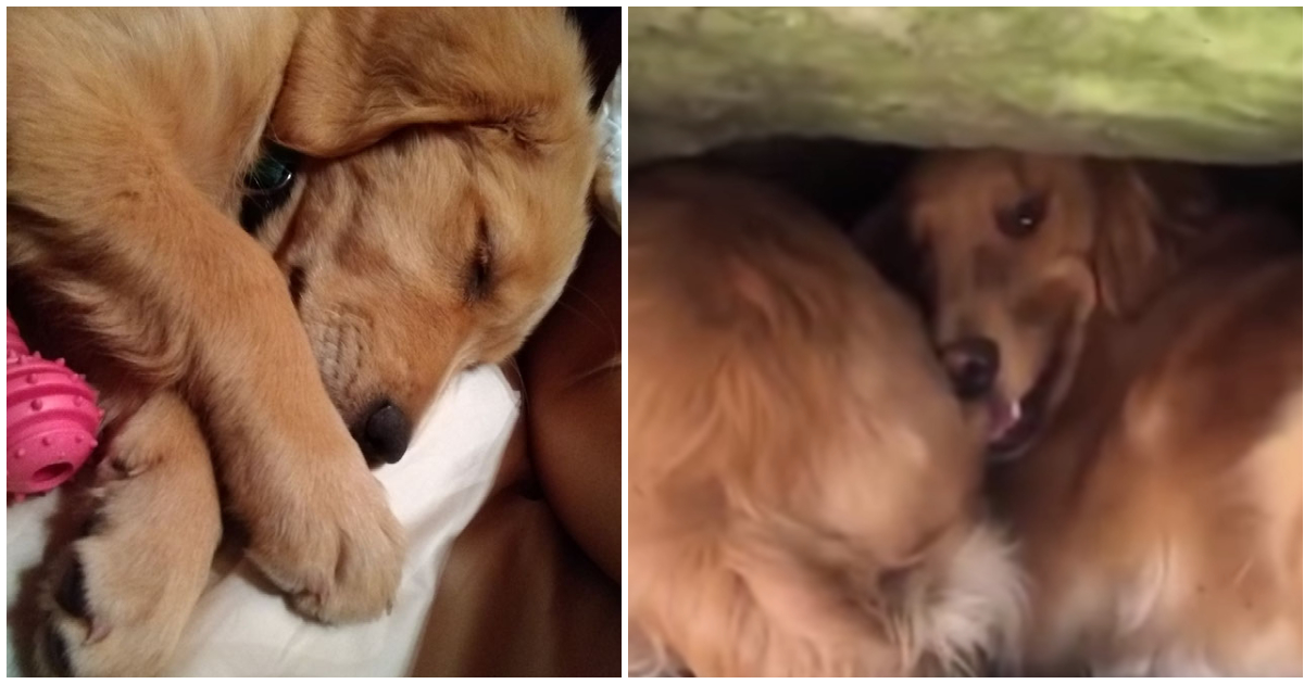 Gouden retriever mama leidt reddingswerkers naar haar puppy vast onder rots