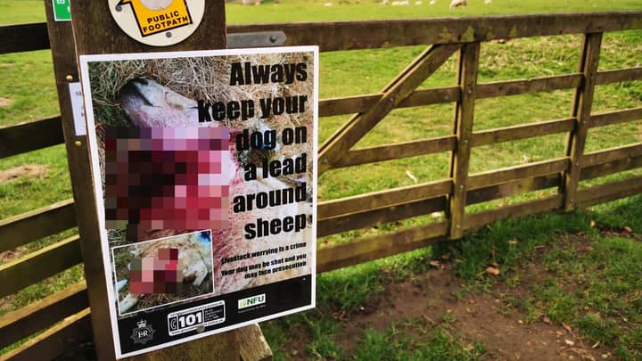Husky doodgeschoten door boer na schapen te doden op veld