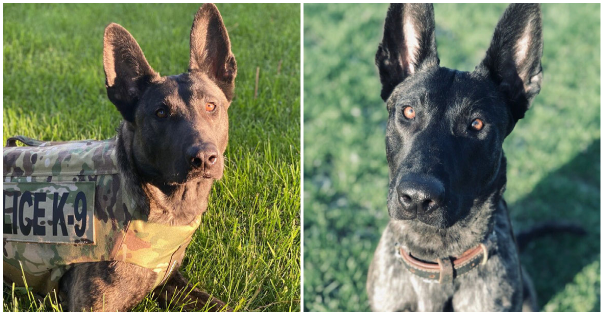 K9 politiehond Luna neergeschoten en gedood bij lopende politie-impasse