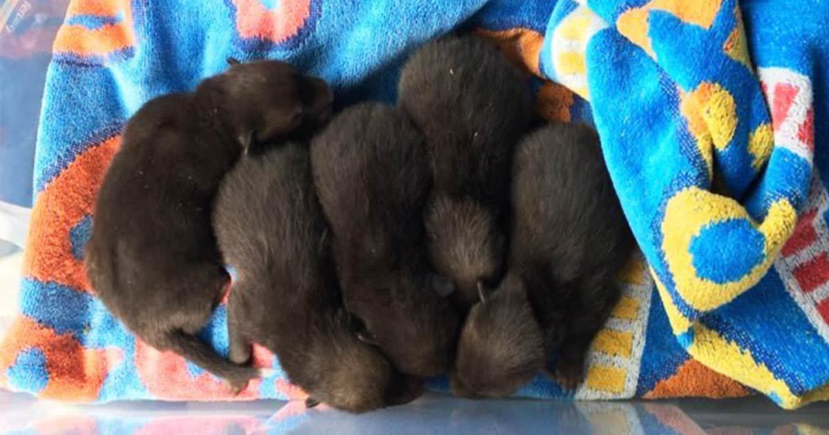 Man redt puppies, maar beseft al snel zijn grote fout
