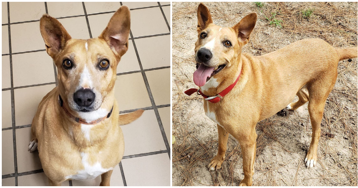 Troosteloze hond wacht 7 jaar op thuis, eindelijk geadopteerd