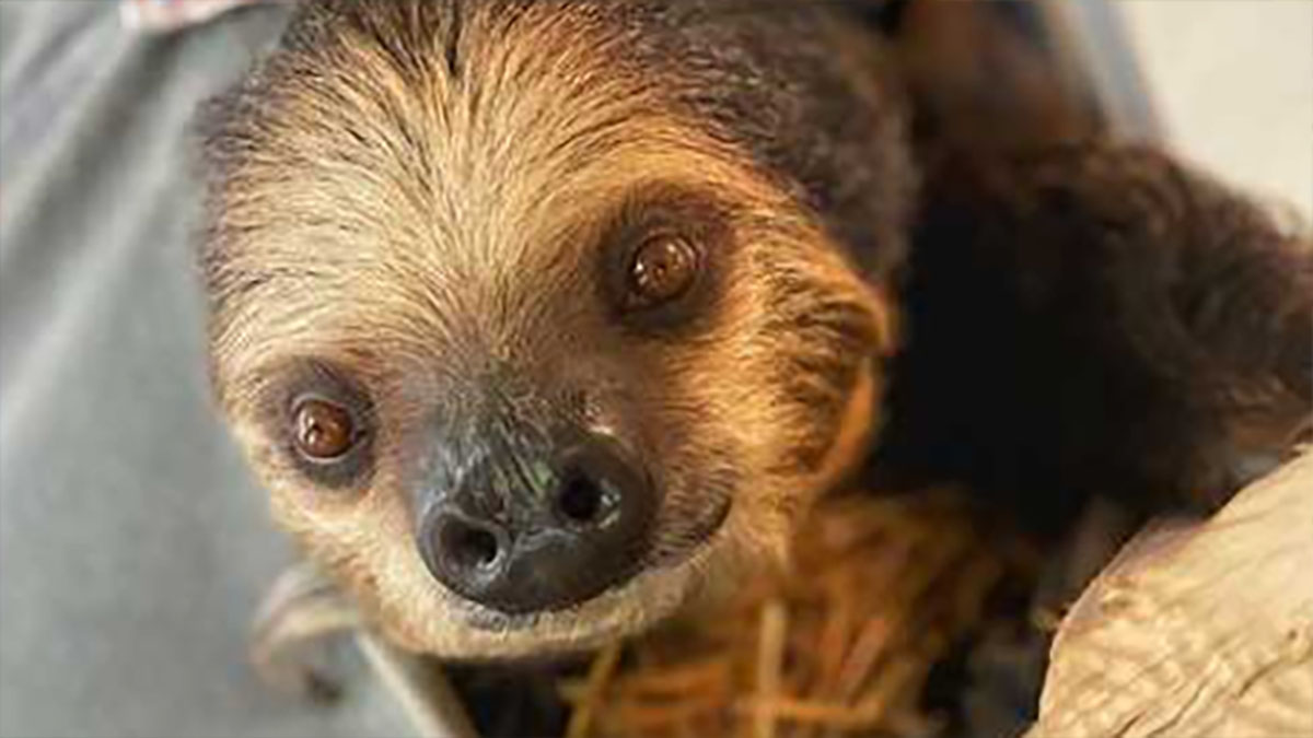 Afbeelding van verdriet in de dierentuin na verlies van eerste baby luiaard